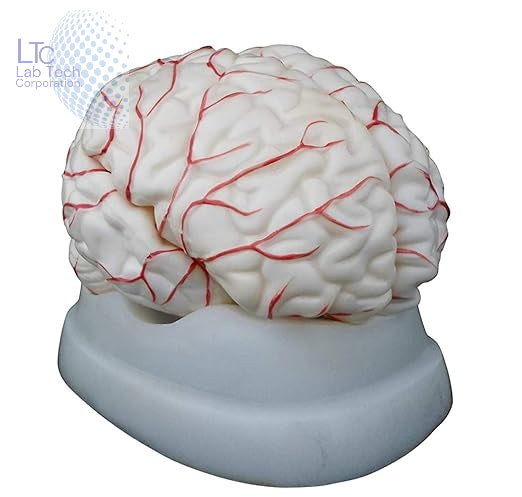 Human Brain Model Life Size Shows Arteries, Dissects Into 8 Parts Anatomical Model