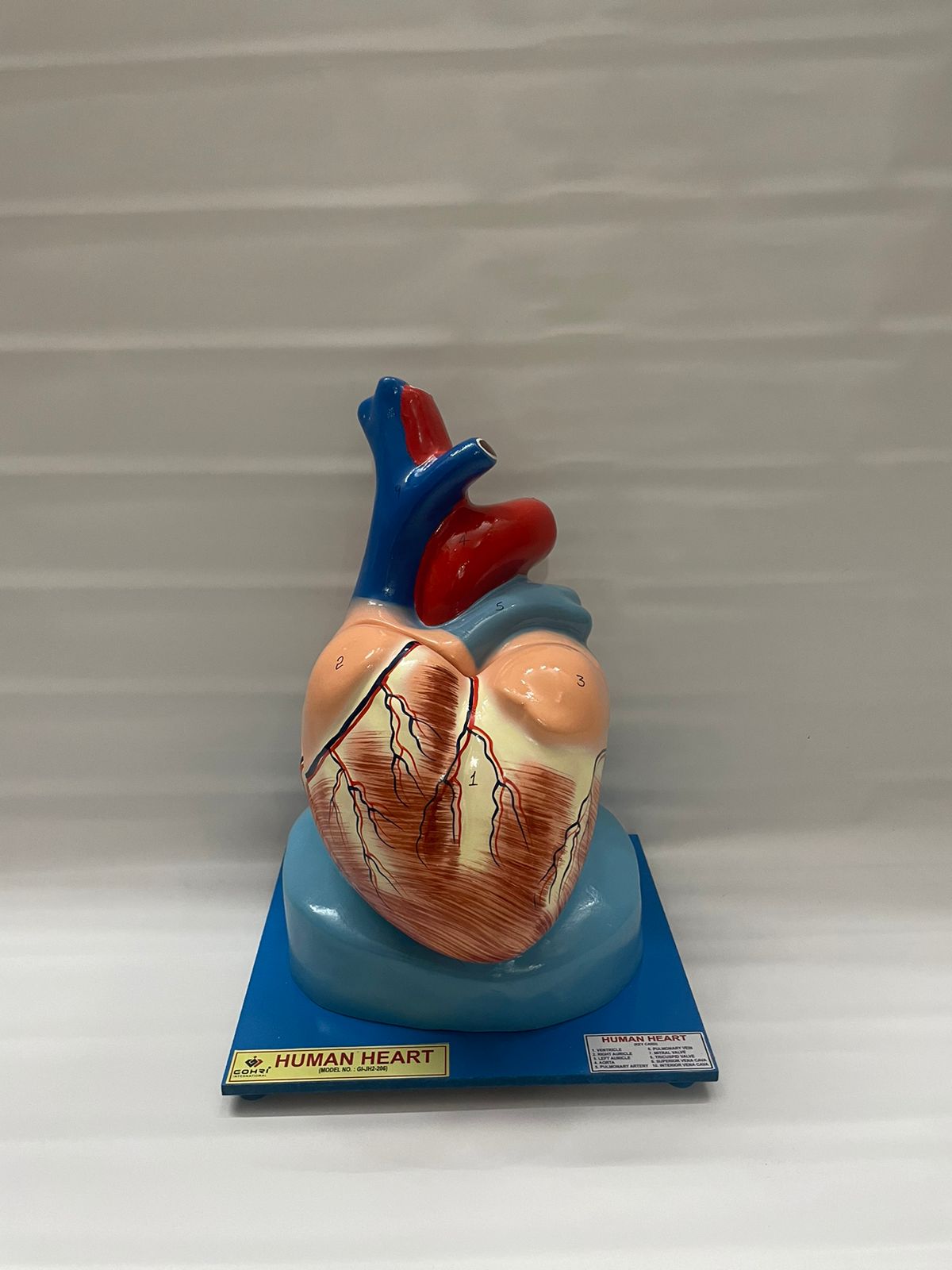 HUMAN JUMBO HEART MODEL