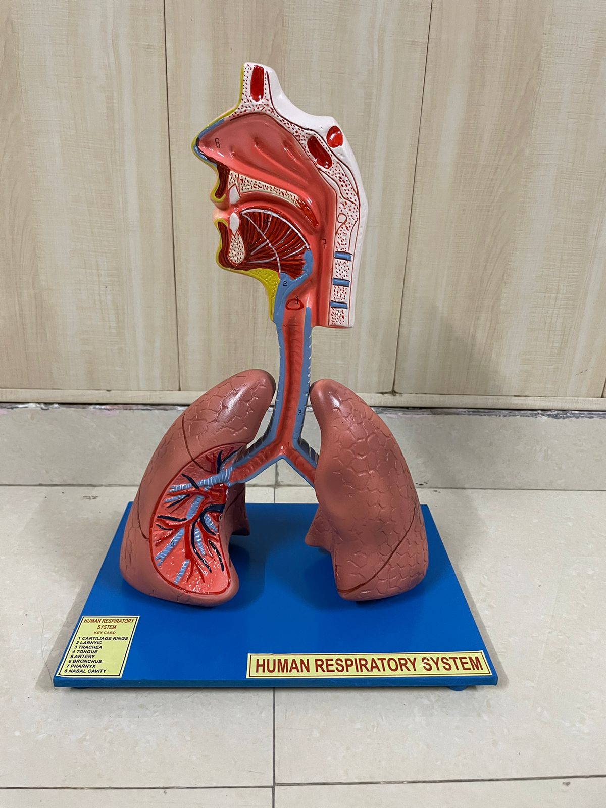 HUMAN RESPIRATORY SYSTEM MODEL 3D