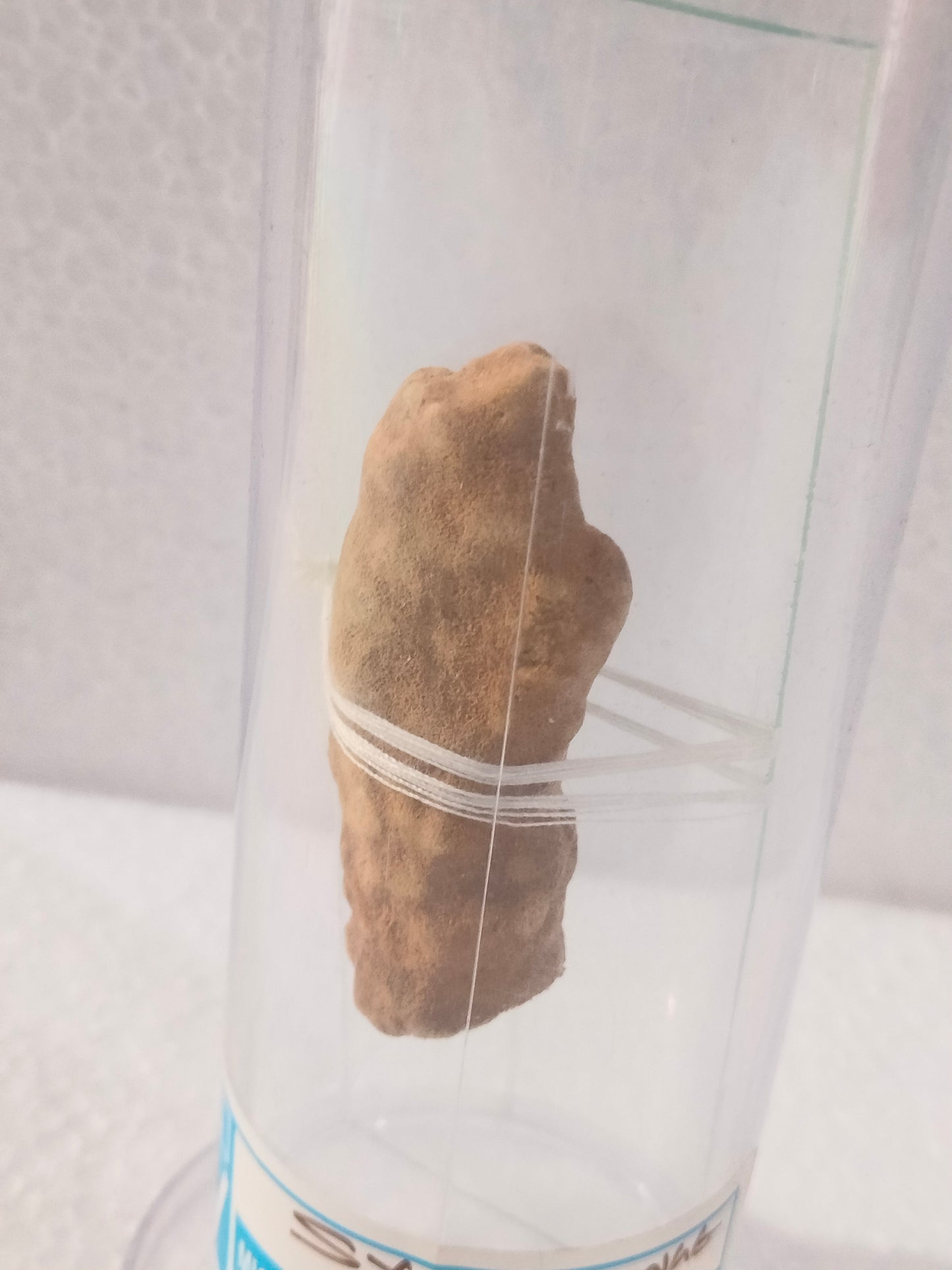 SYCON SPONGE DRY - PRESERVED SPECIMEN