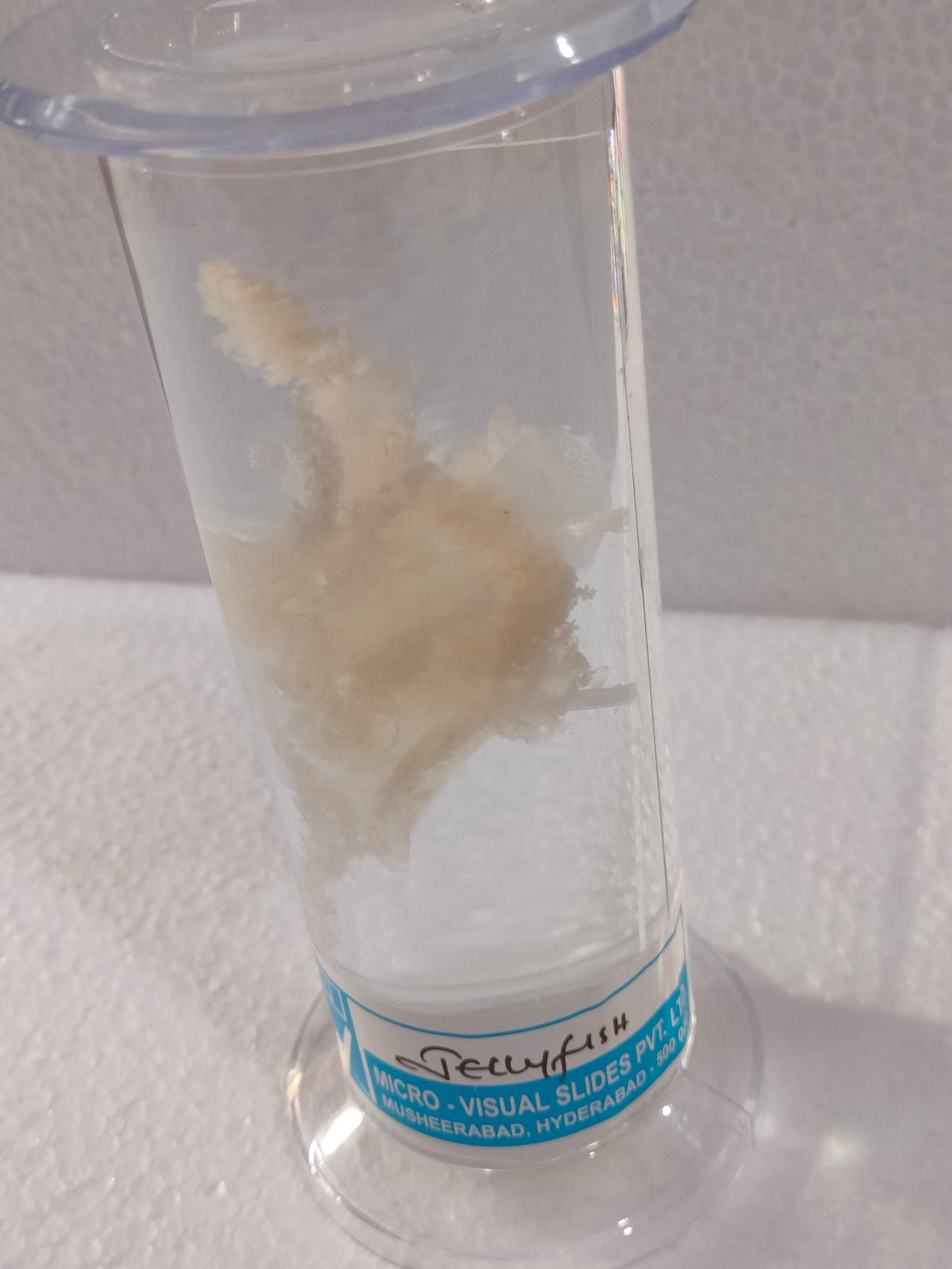 JELLY FISH PRESERVED SPECIMEN