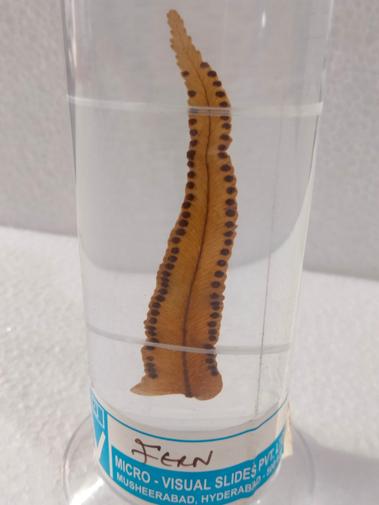 FERN PRESERVED SPECIMEN