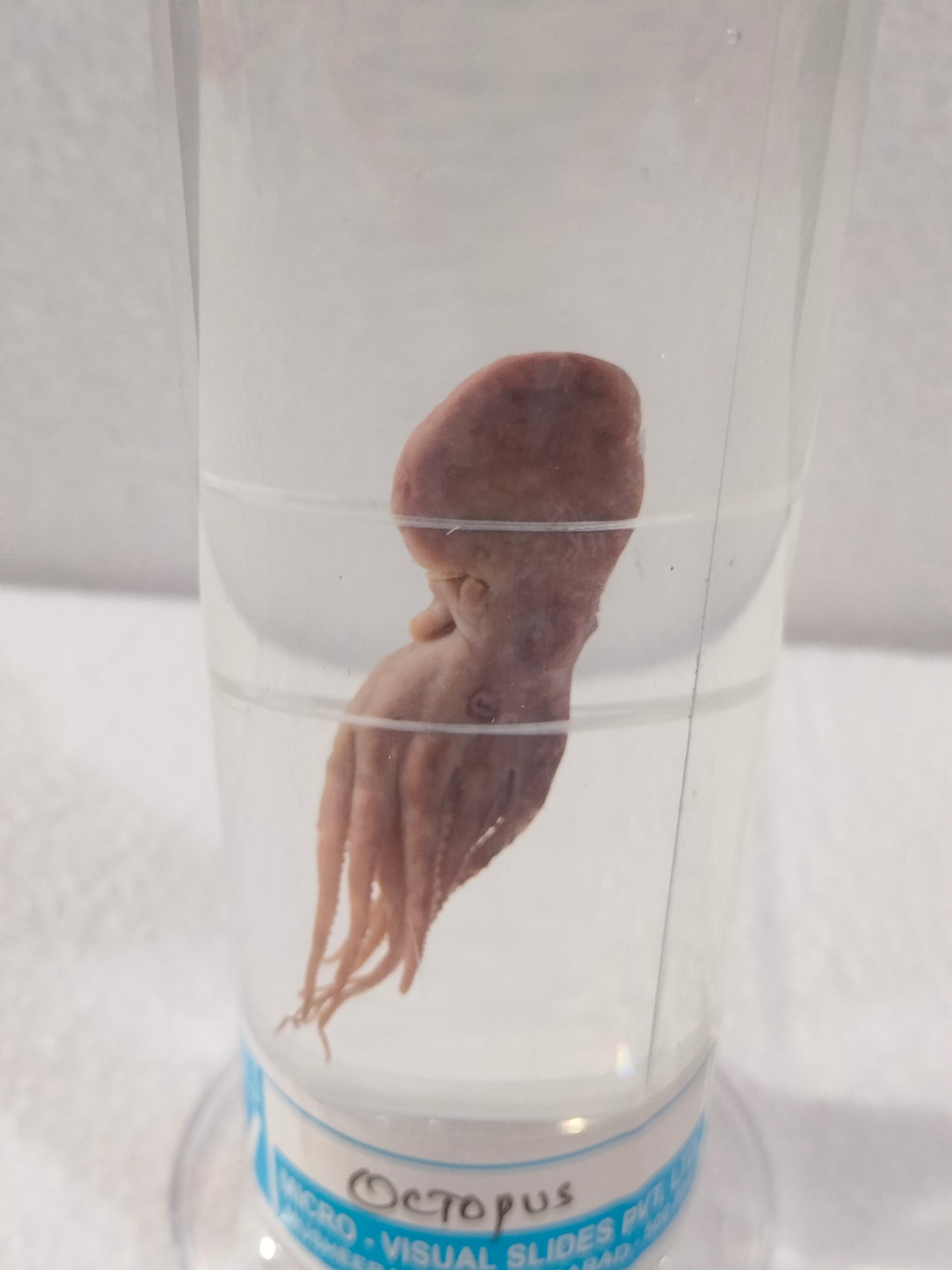 OCTOPUS PRESERVED SPECIMEN