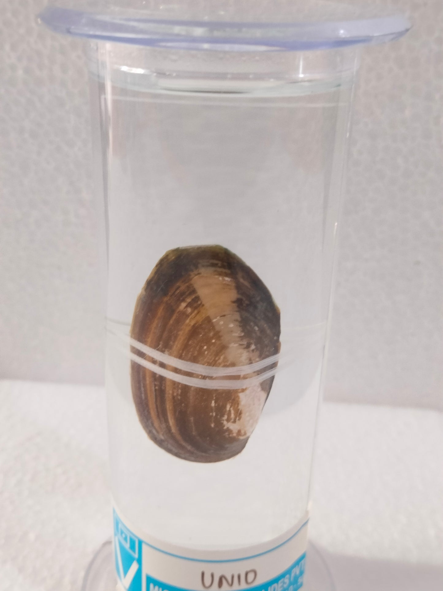 UNIO PRESERVED SPECIMEN