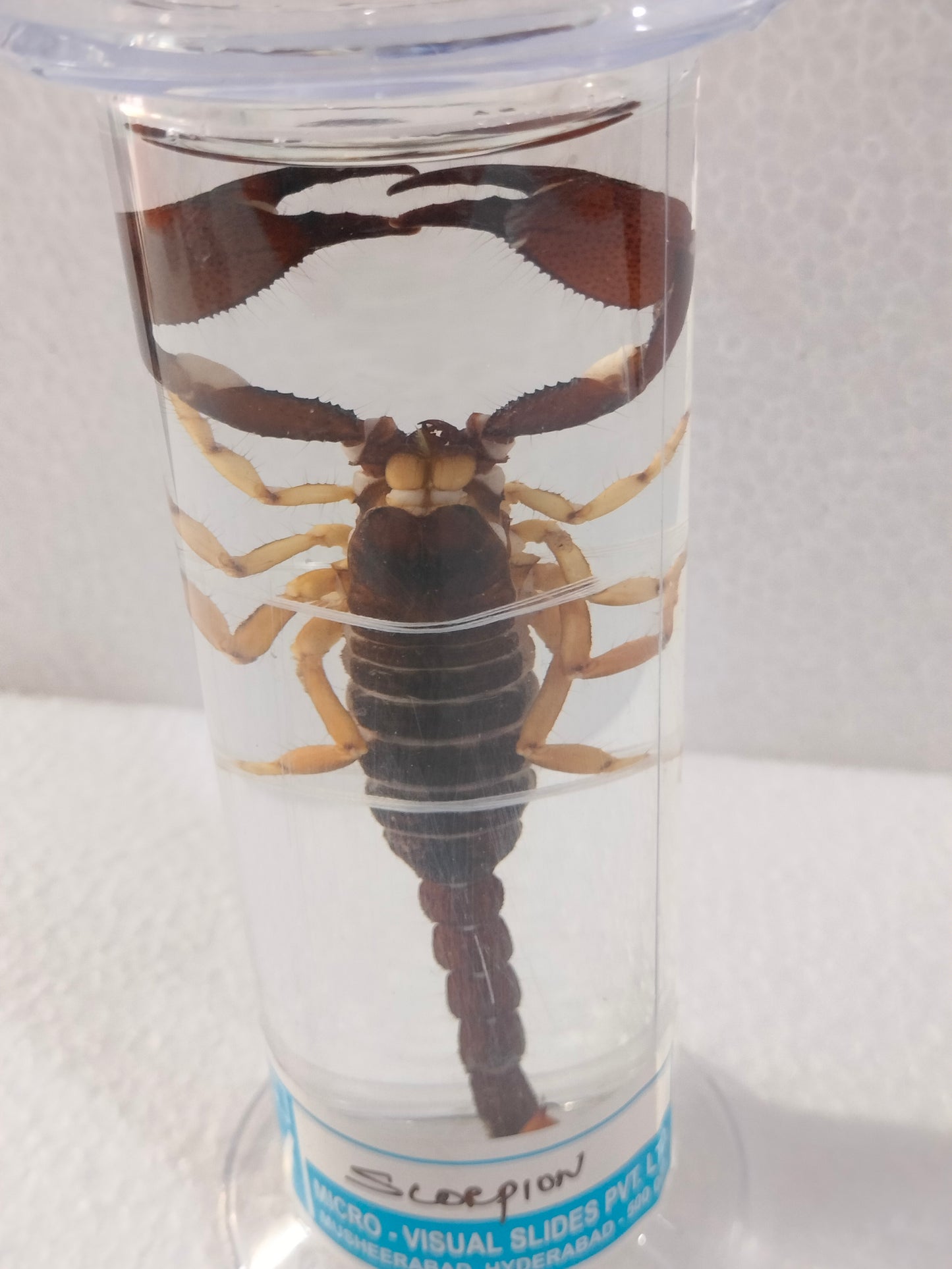 SCORPION PRESERVED SPECIMEN