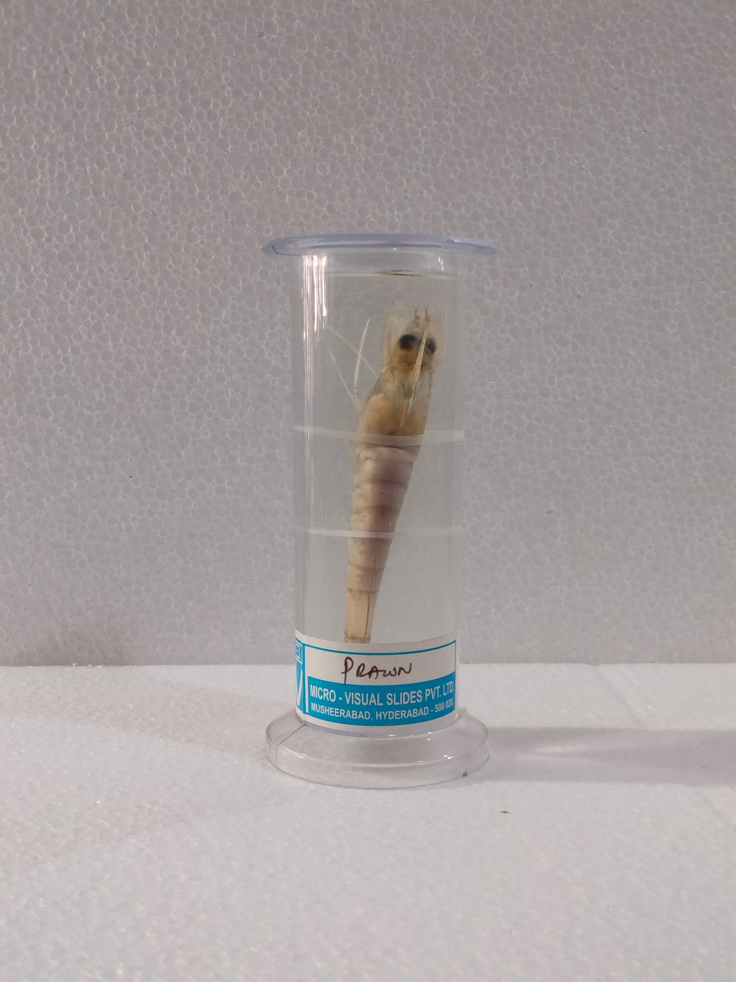 PRAWN PRESERVED SPECIMEN