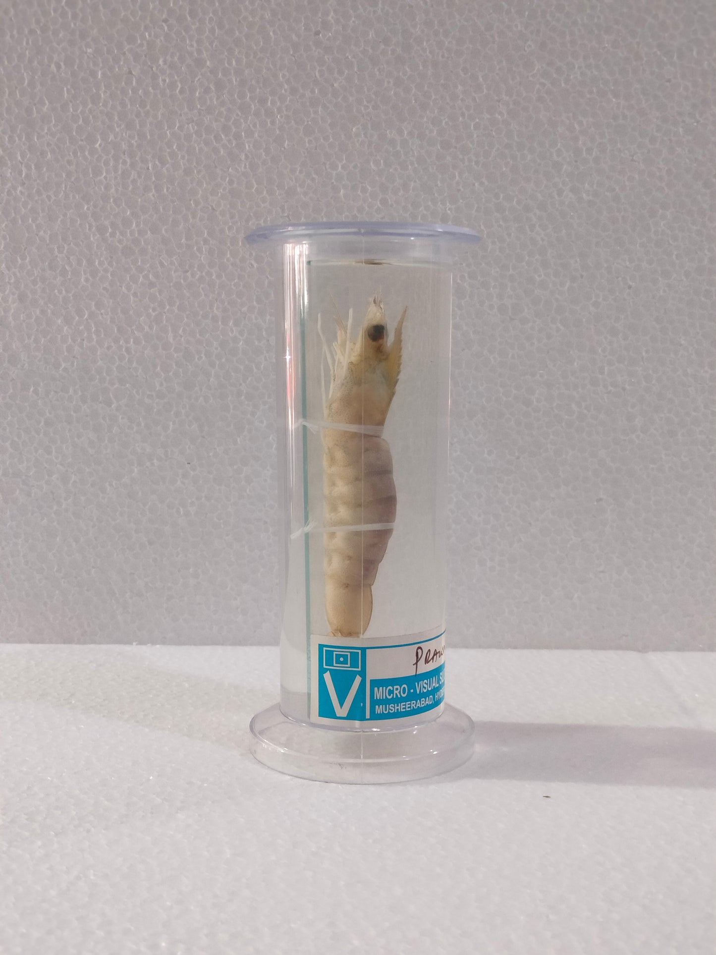 PRAWN PRESERVED SPECIMEN