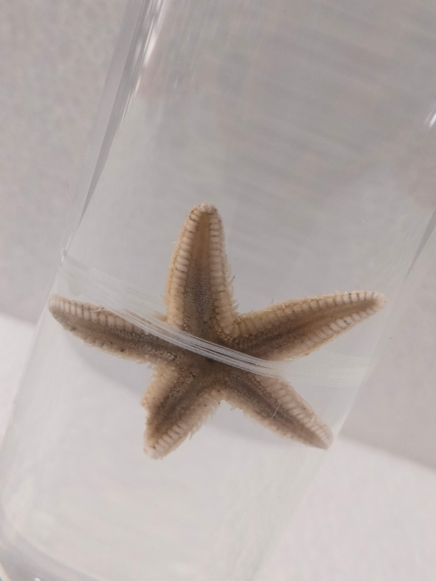 STAR FISH PRESERVED SPECIMEN
