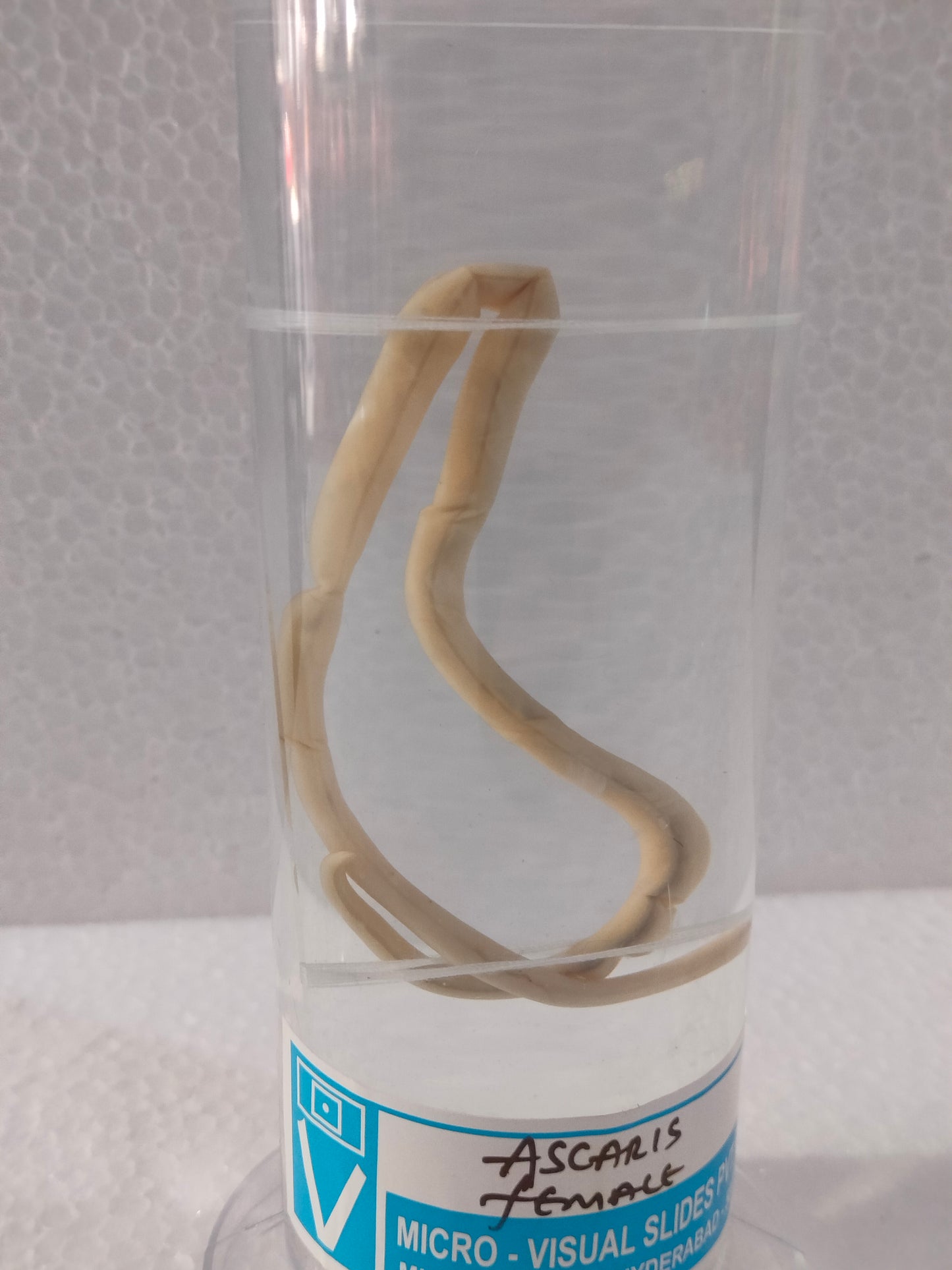 ASCARIS FEMALE PRESERVED SPECIMEN