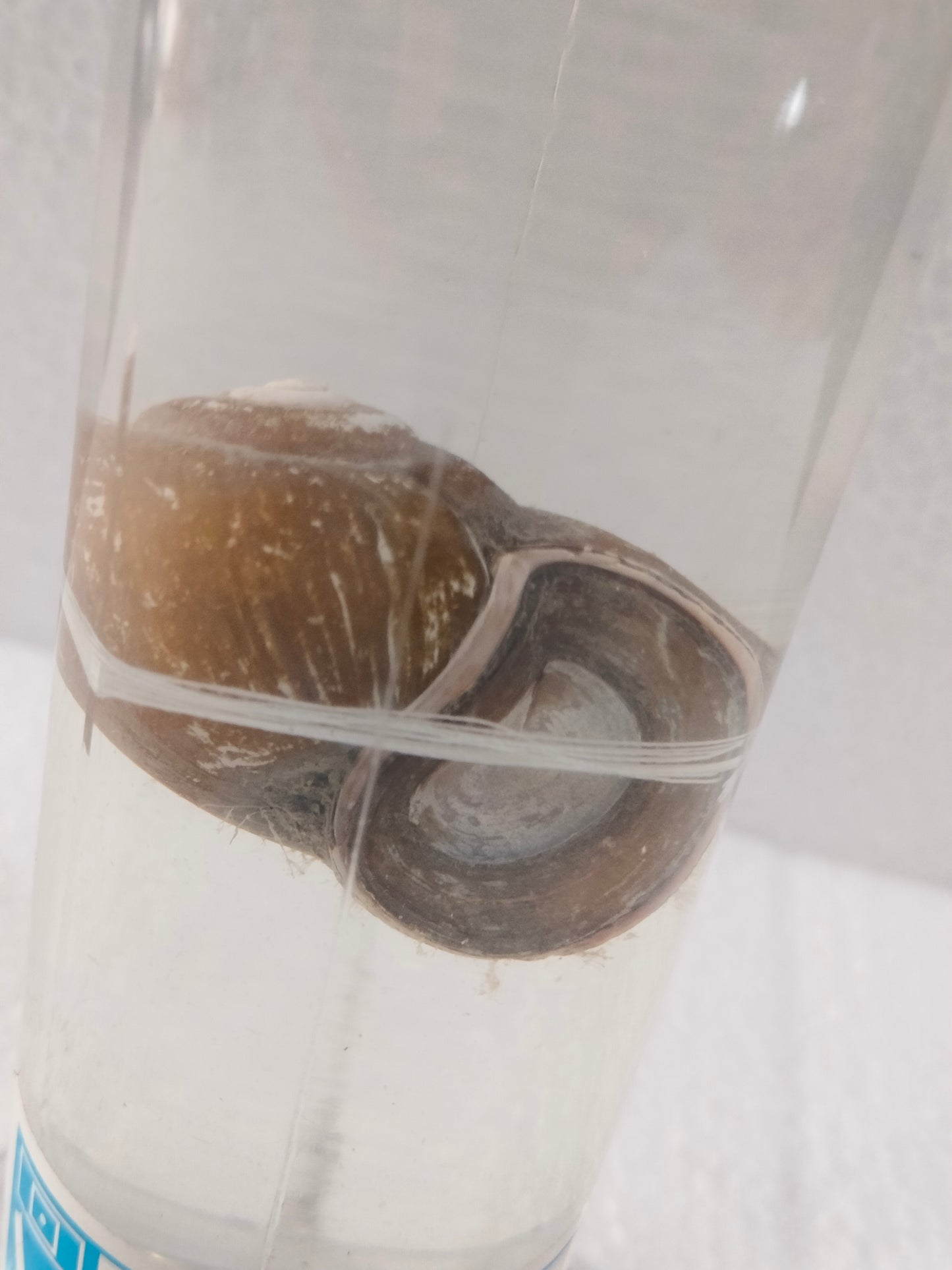 PILA PRESERVED SPECIMEN