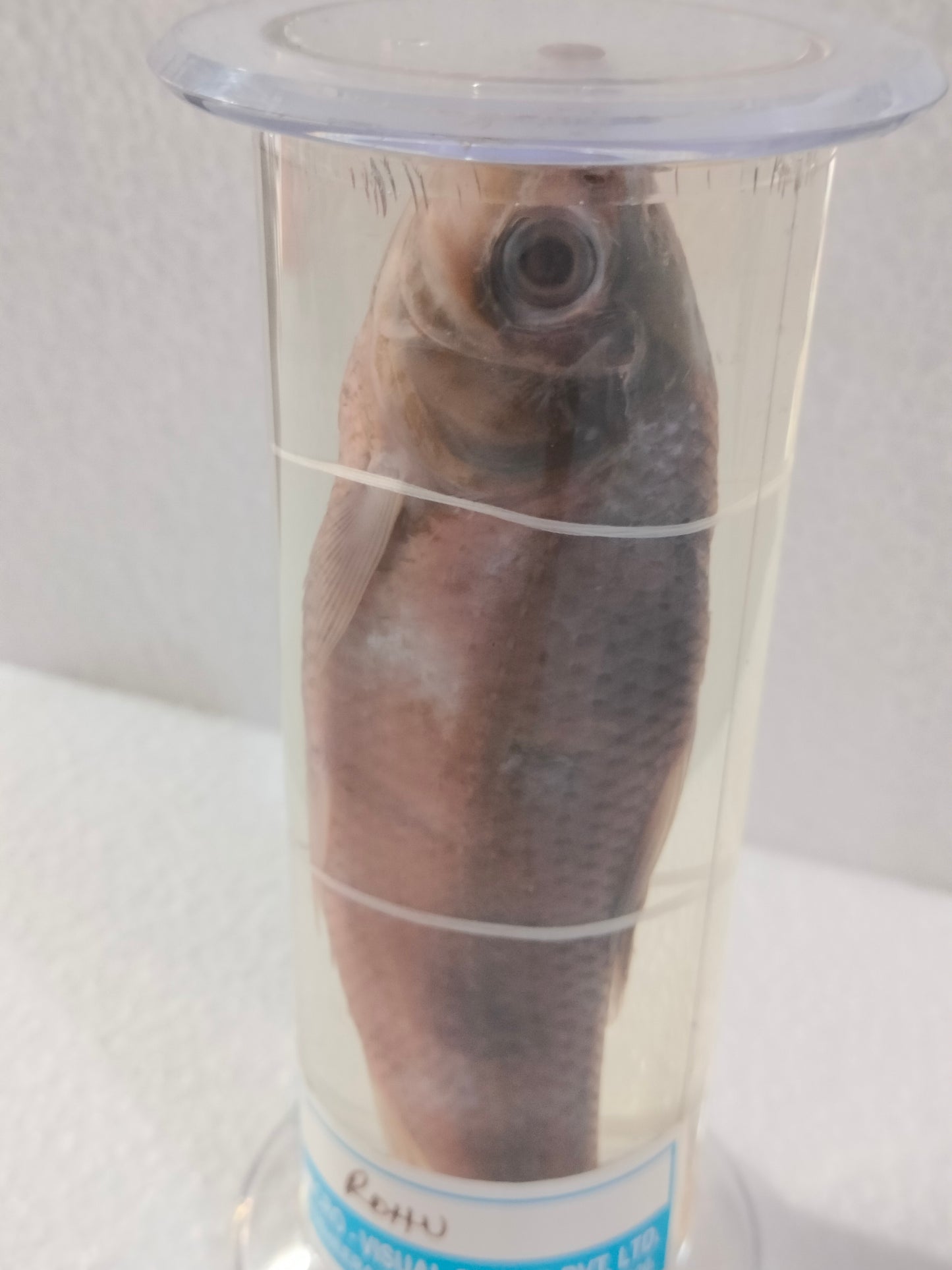 ROHU FISH PRESERVED SPECIMEN