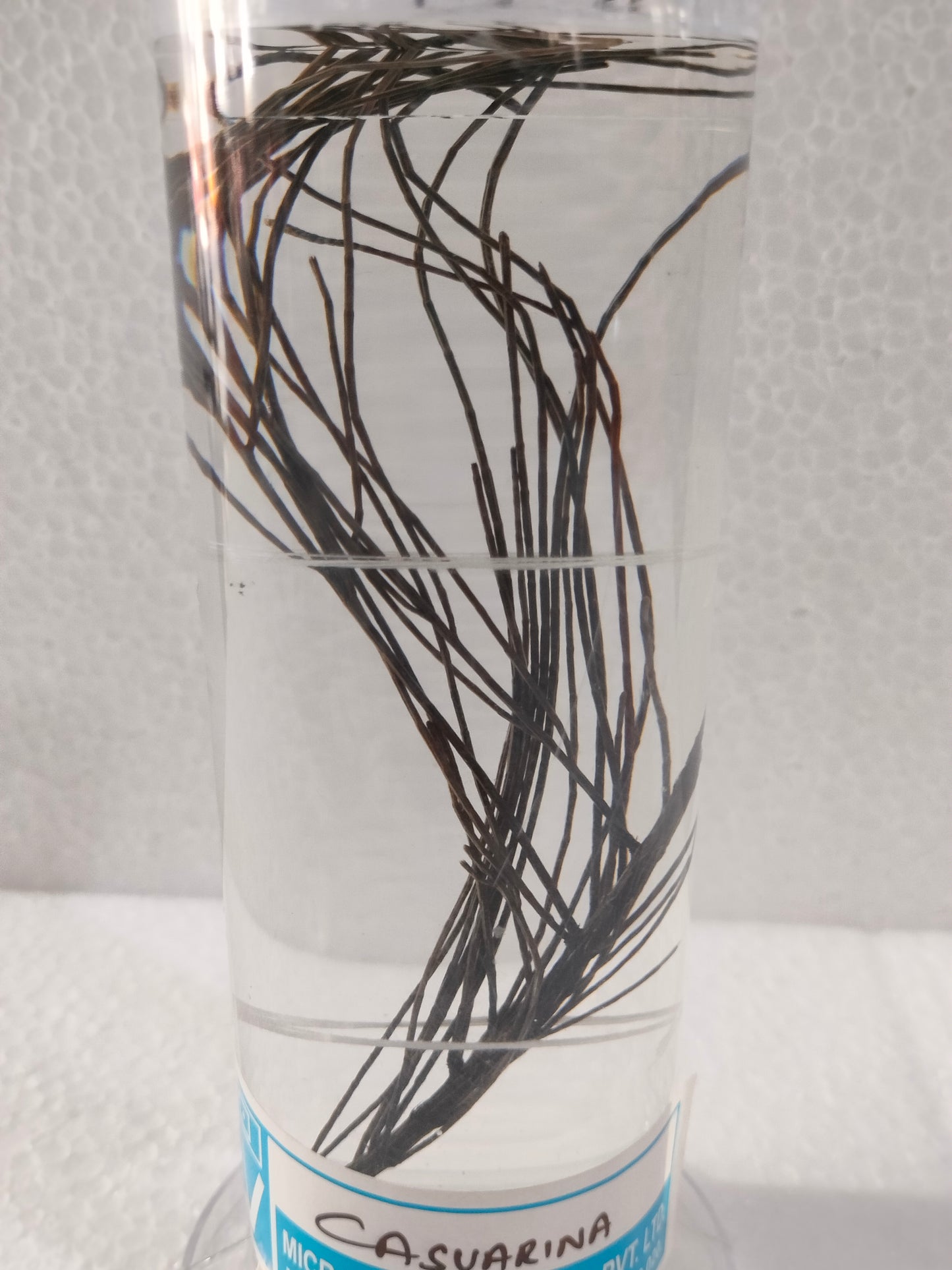 CASUARINA PRESERVED SPECIMEN