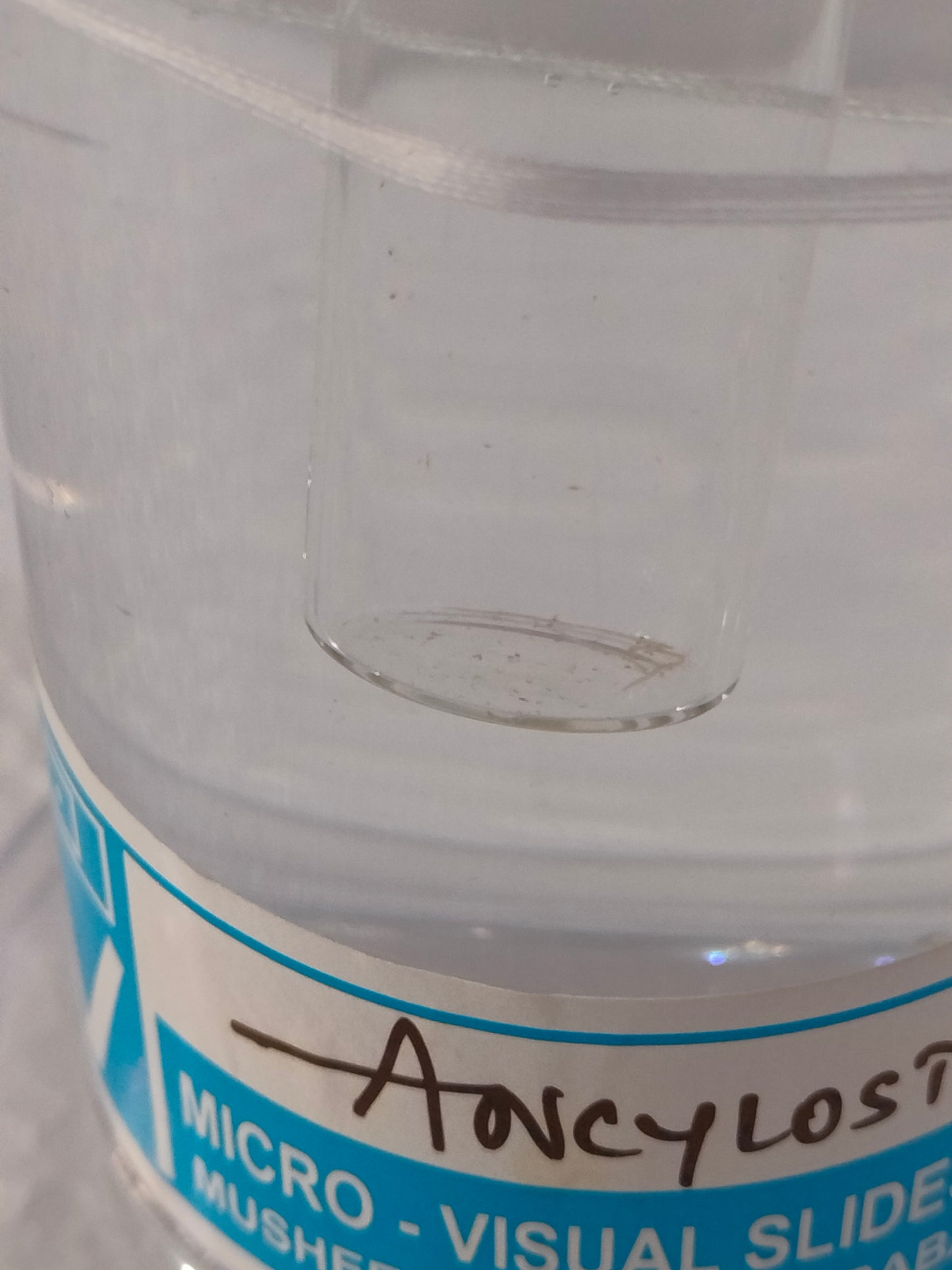 ANCYLOSTOMA PRESERVED SPECIMEN