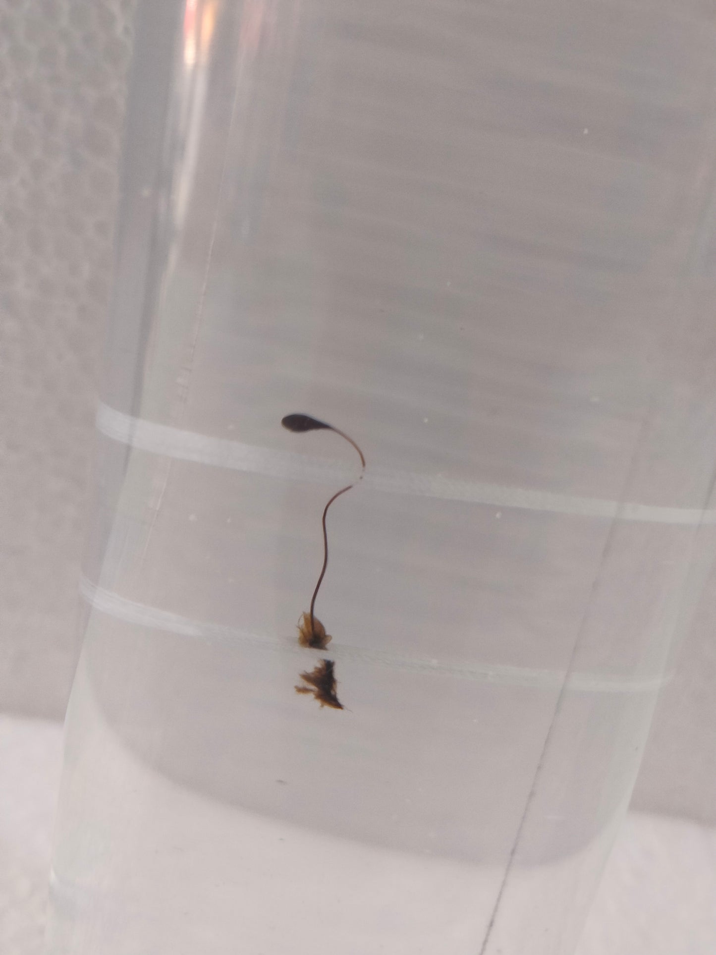 MOSS PRESERVED SPECIMEN