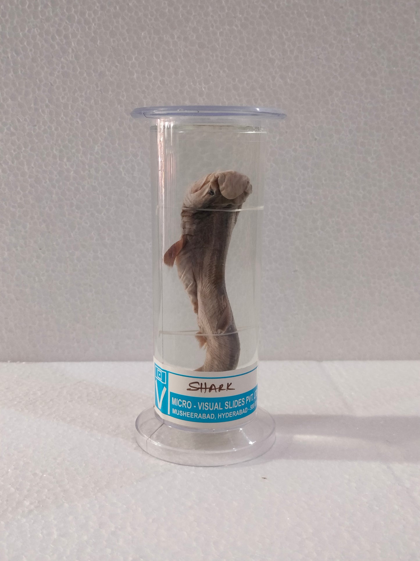SHARK PRESERVED SPECIMEN