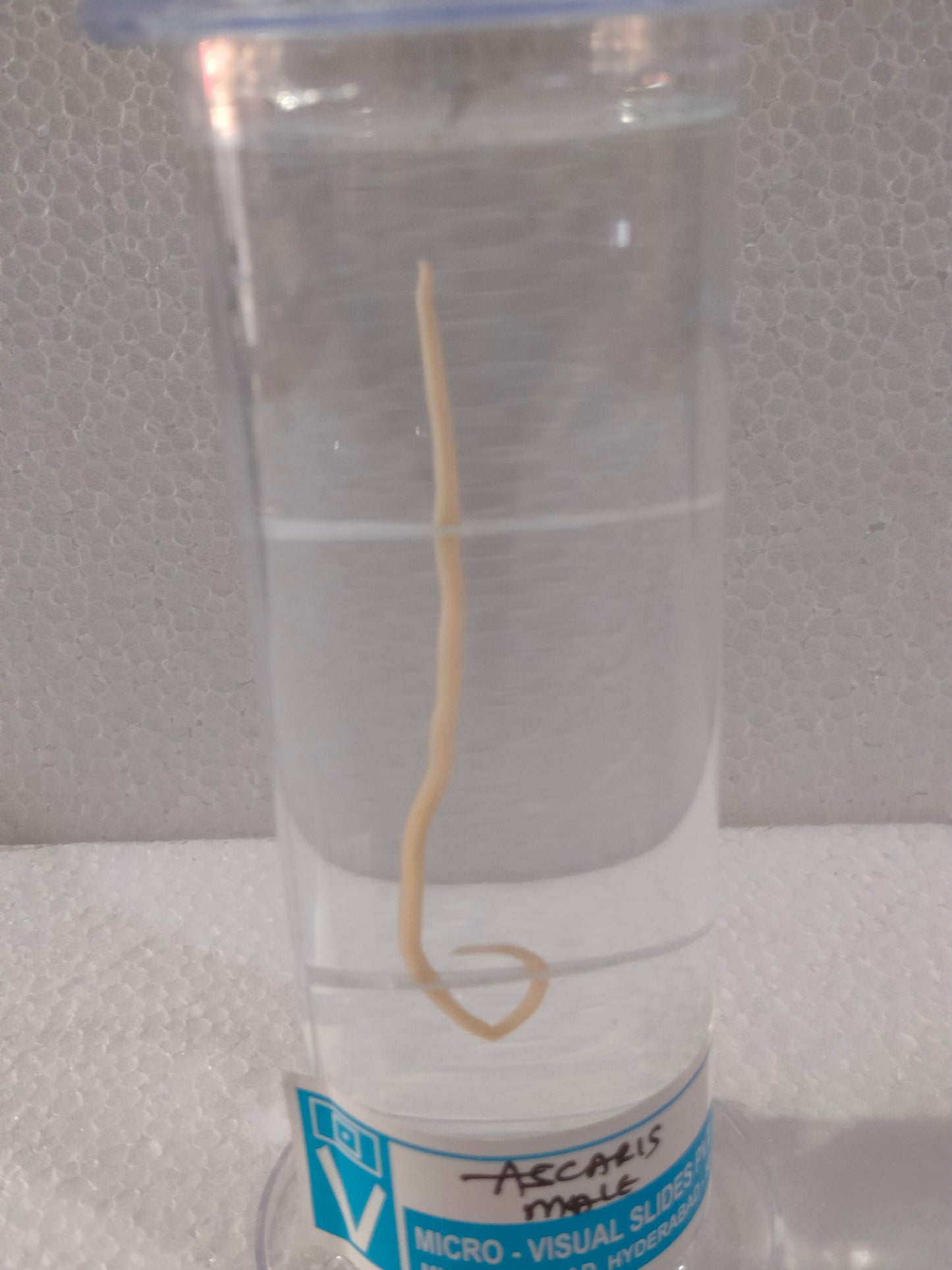 ASCARIS MALE PRESERVED SPECIMEN