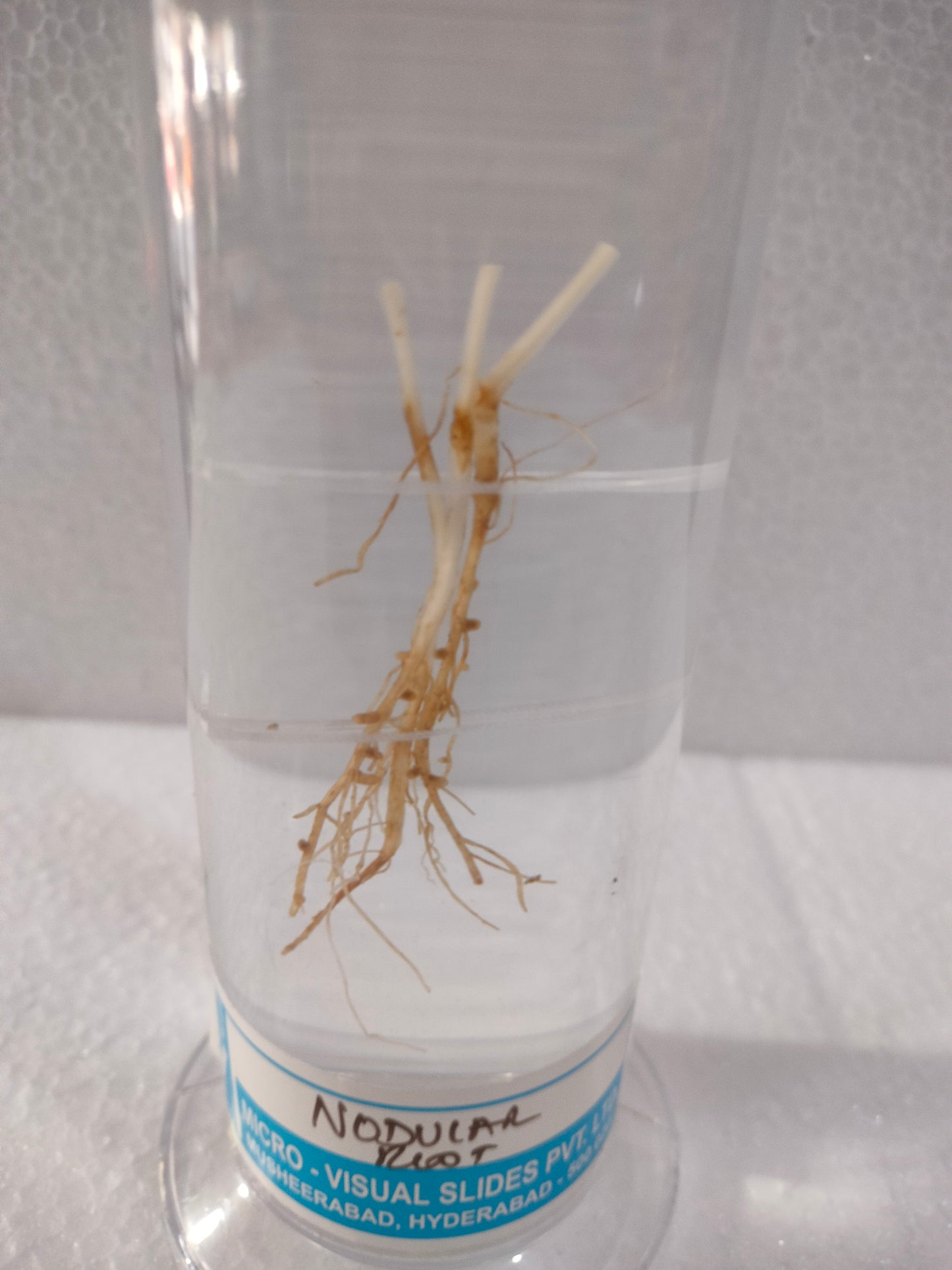 NODULAR ROOT PRESERVED SPECIMEN