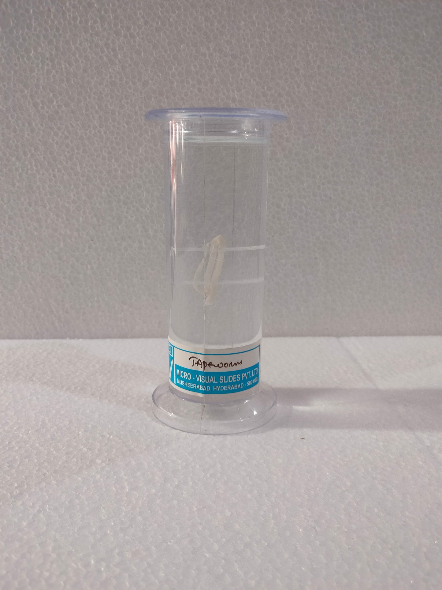 TAPE WORM PRESERVED SPECIMEN