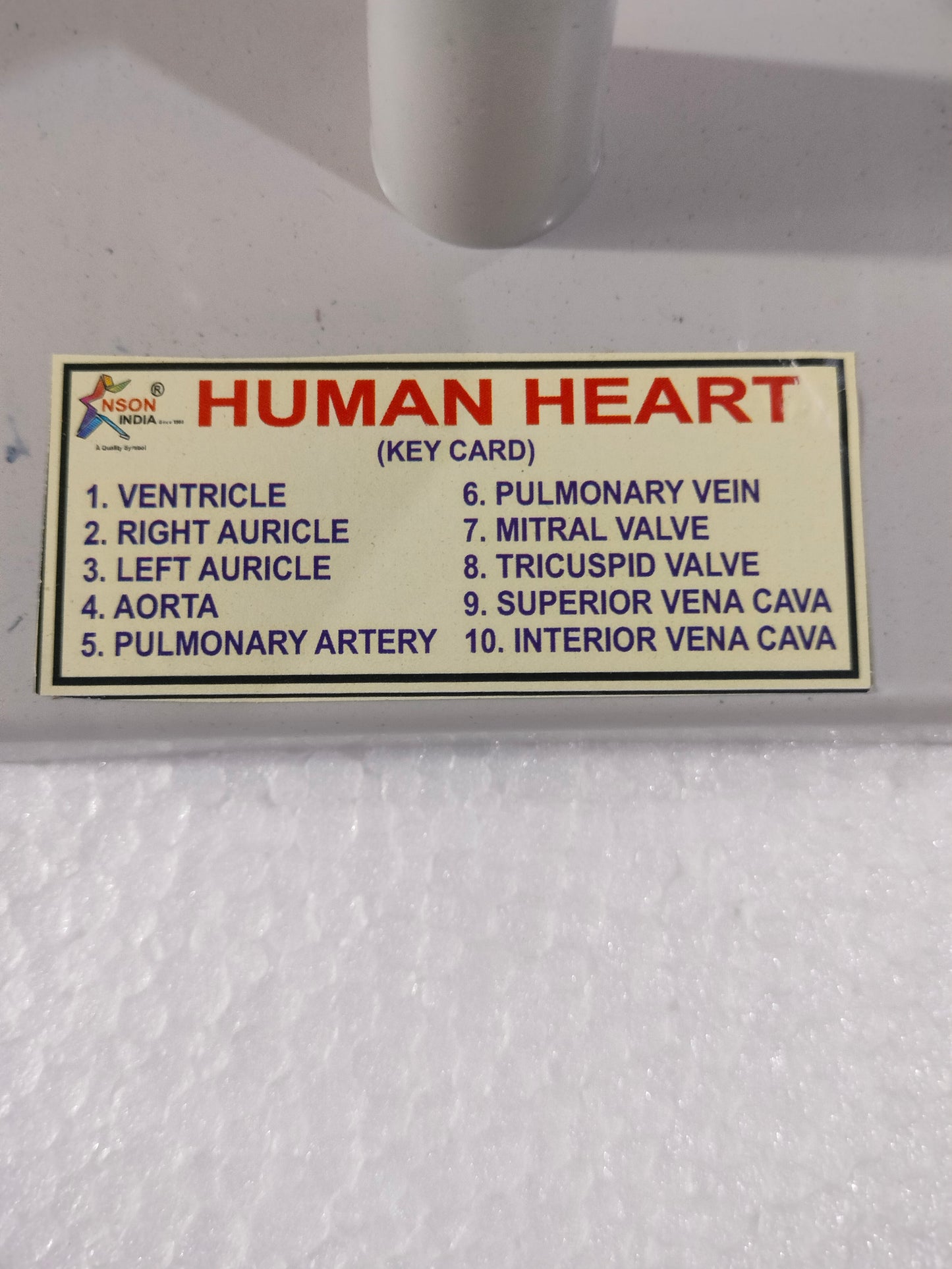 Human Heart Model MED WORLD