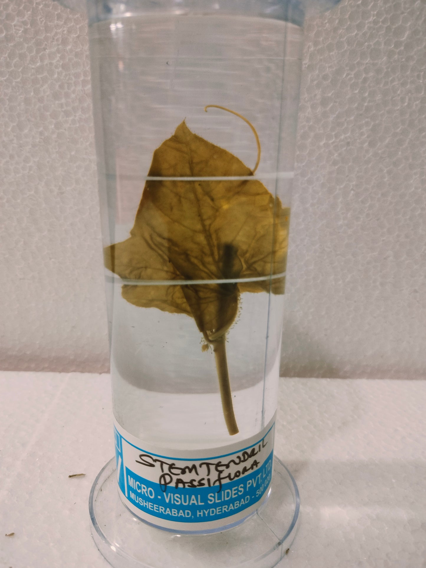 STEM TENDRIL PASSIFLORA PRESERVED SPECIMEN