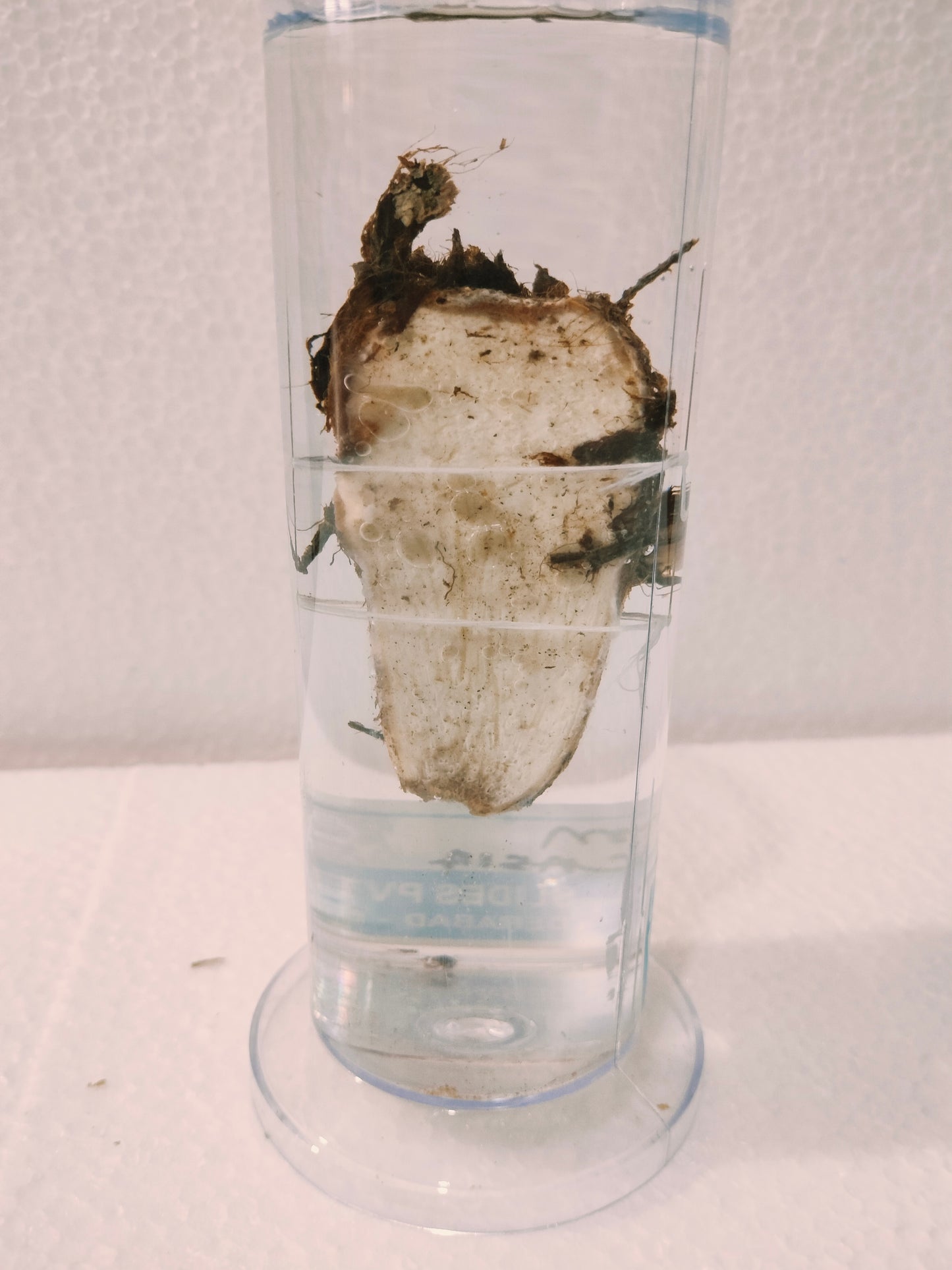 CORM COLOCASIA PRESERVED SPECIMEN