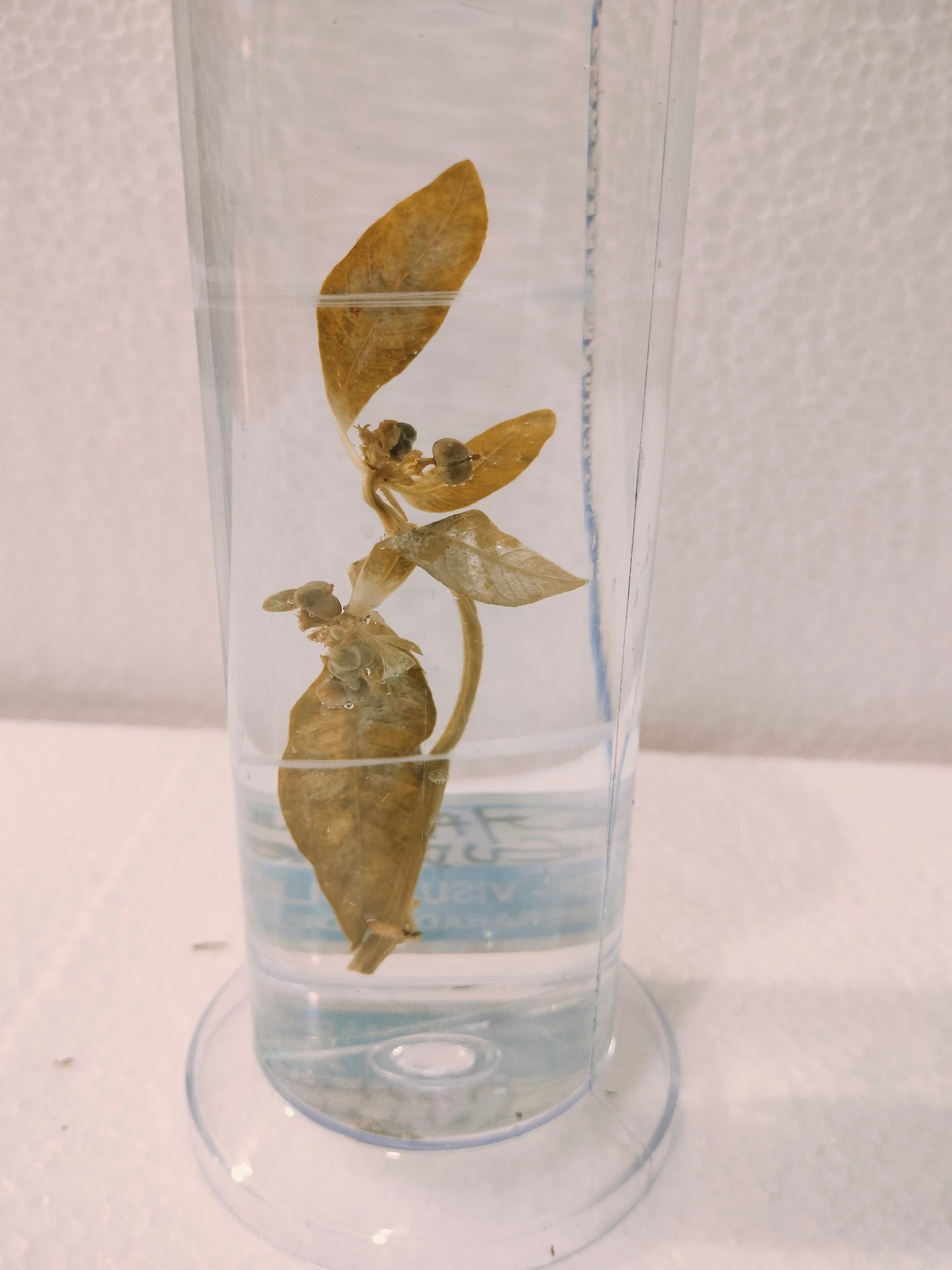 CYATHIUM EUPHORBIA PRESERVED SPECIMEN