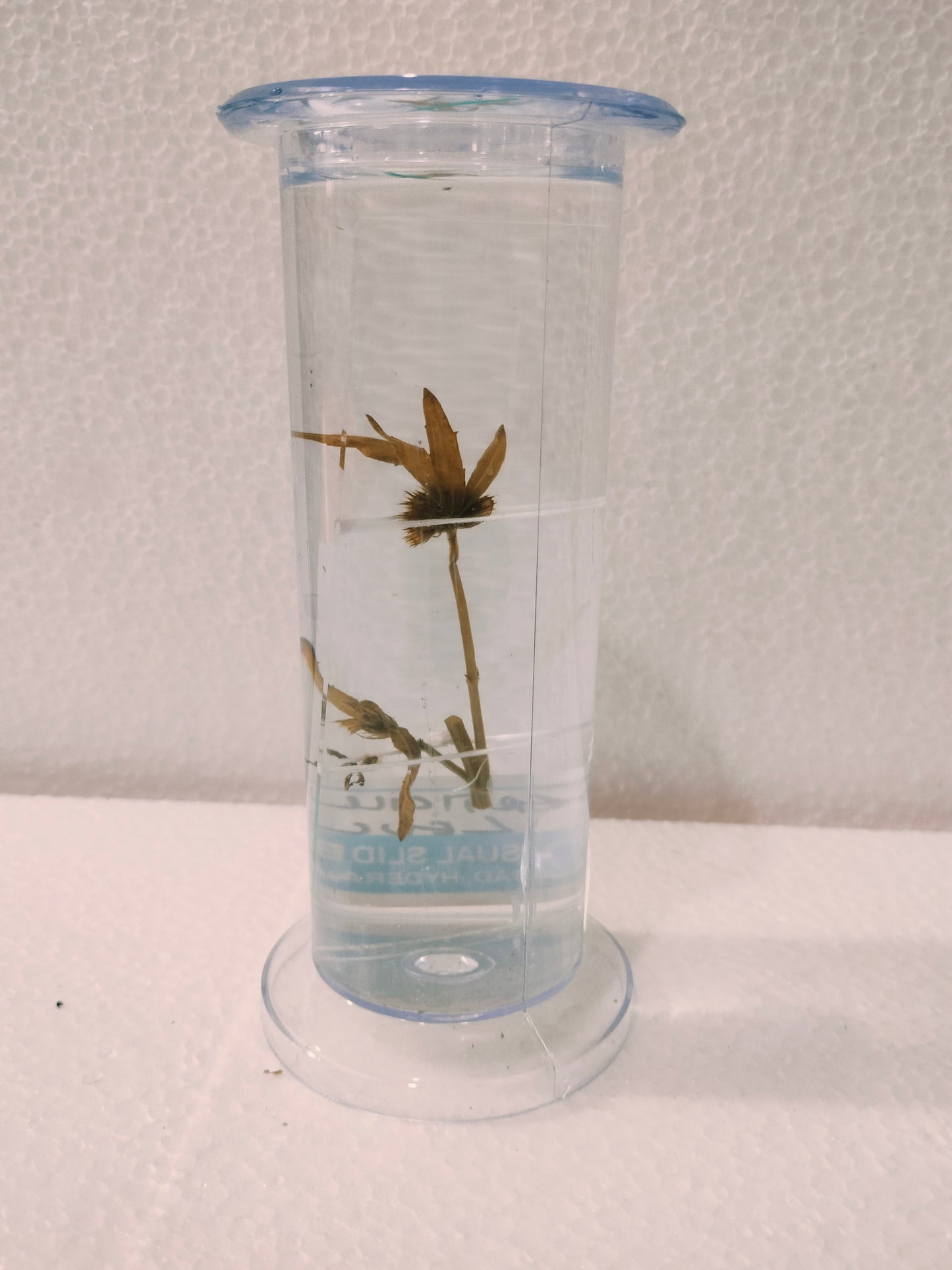 verticillaster leucas Preserved Specimen