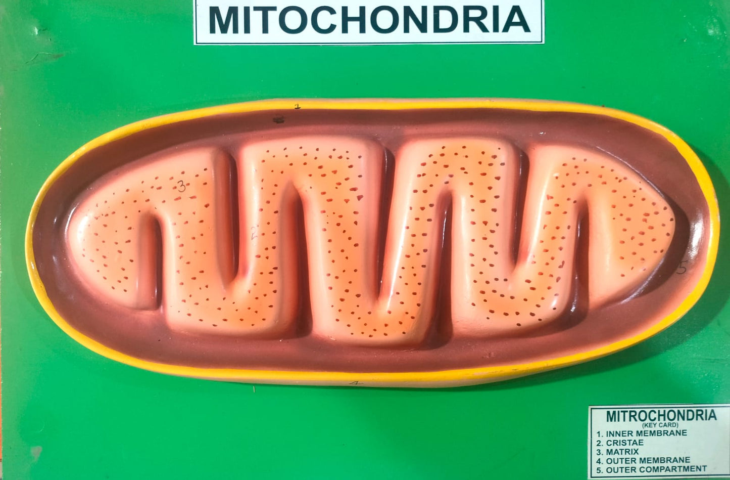 MITOCHONDRIA MODLE