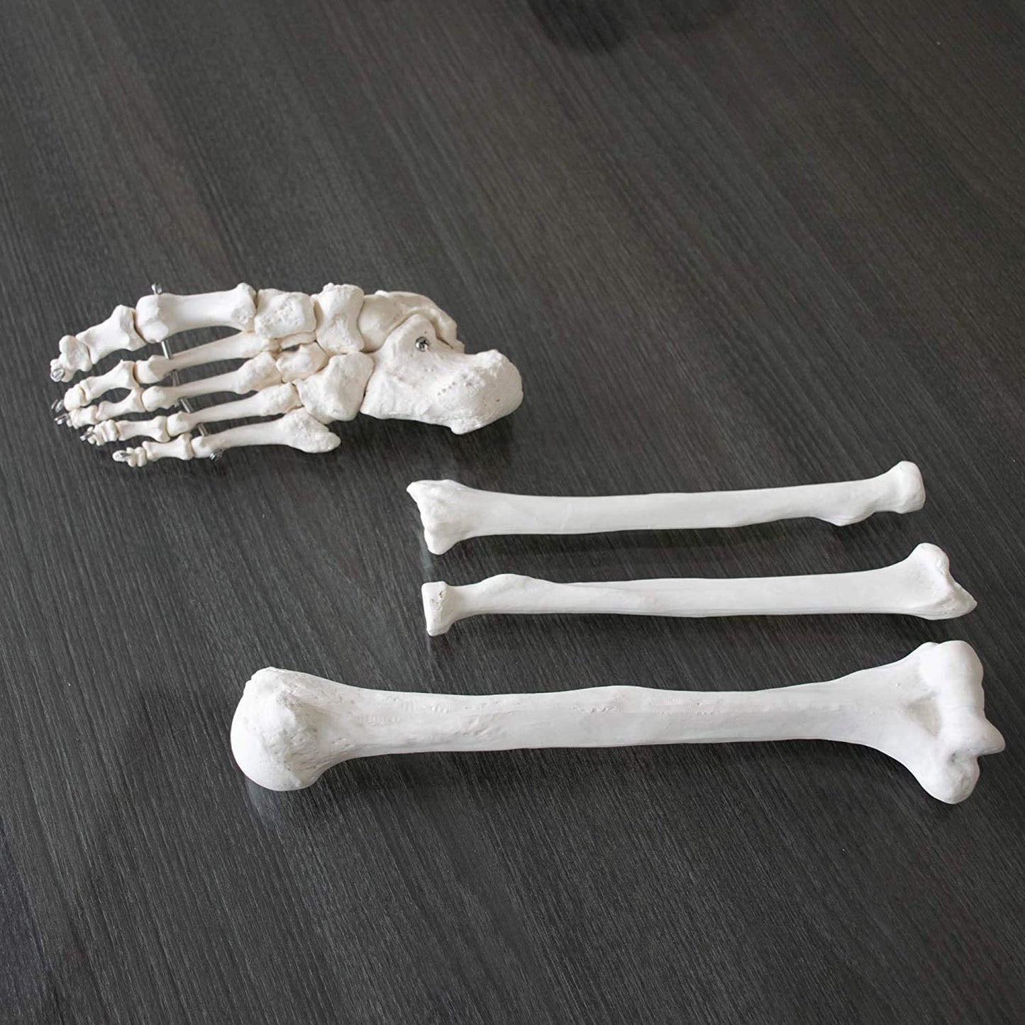 DISARTICULATED BONESET, Bilateral Disarticulated Human Skeleton Model, Bone Set for Medical Students