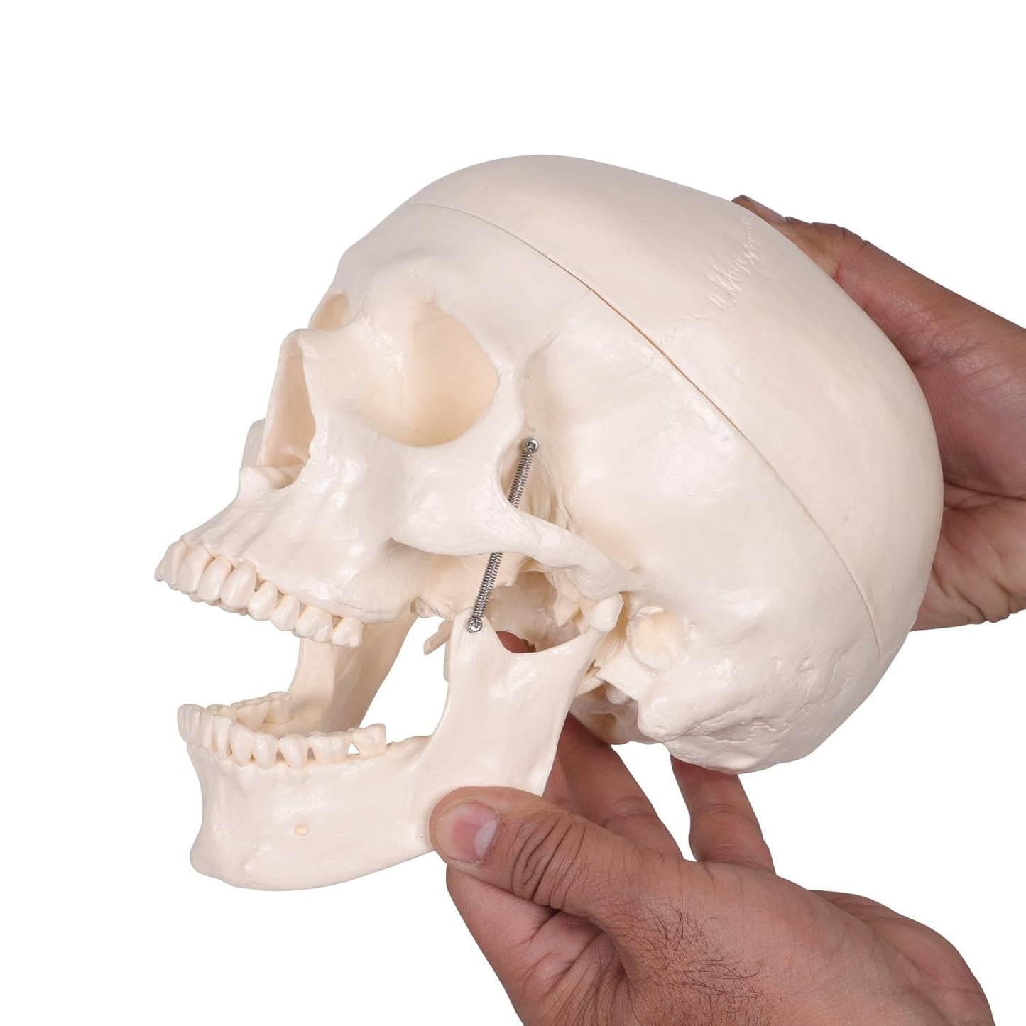 HUMAN SKULL MODEL IMPORTED