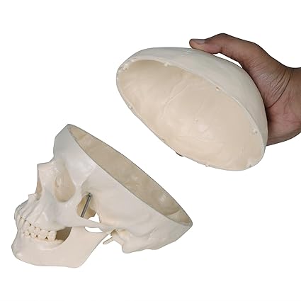 HUMAN SKULL MODEL IMPORTED