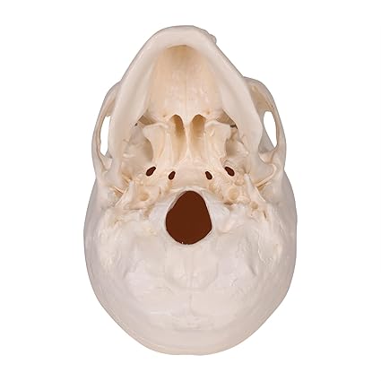 HUMAN SKULL MODEL IMPORTED