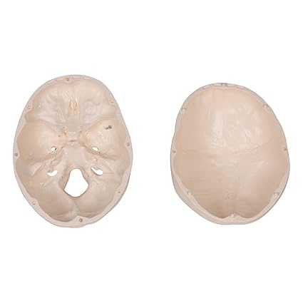 HUMAN SKULL MODEL IMPORTED
