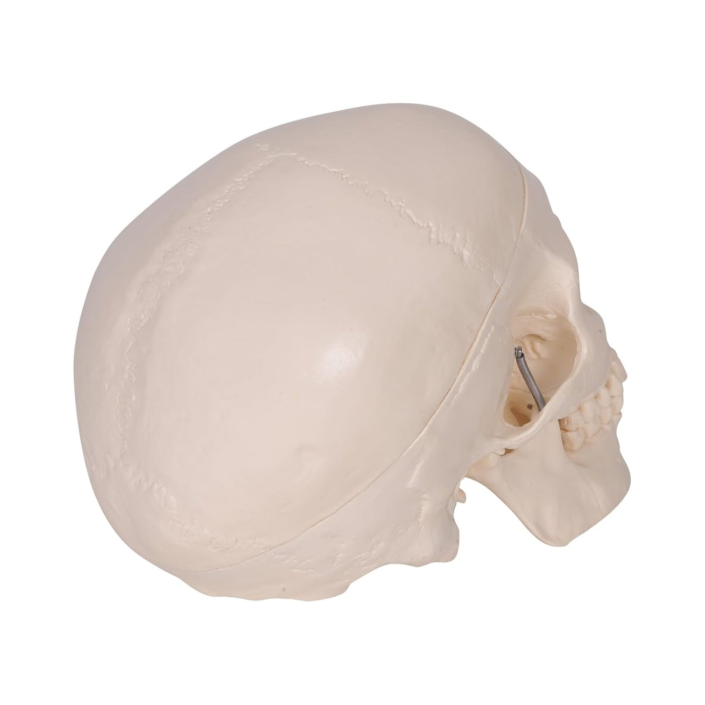 HUMAN SKULL MODEL IMPORTED