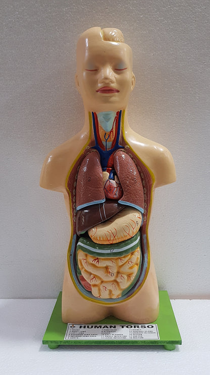 Human Torso Anatomy Model 50 cm for Students | Detachable Medical Anatomical Model with Internal Organs | Biology Lab Educational Tool