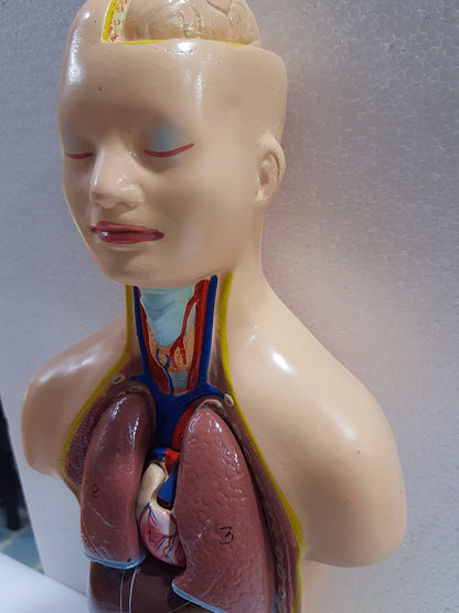 Human Torso Anatomy Model 50 cm for Students | Detachable Medical Anatomical Model with Internal Organs | Biology Lab Educational Tool