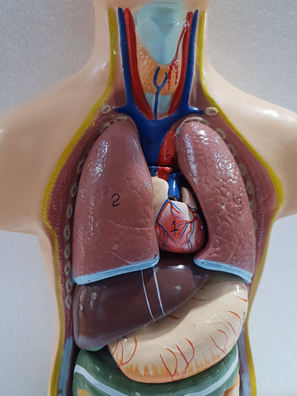 Human Torso Anatomy Model 50 cm for Students | Detachable Medical Anatomical Model with Internal Organs | Biology Lab Educational Tool
