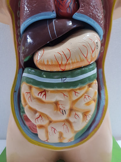 Human Torso Anatomy Model 50 cm for Students | Detachable Medical Anatomical Model with Internal Organs | Biology Lab Educational Tool