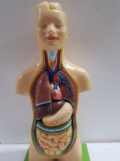 Human Torso Anatomy Model 50 cm for Students | Detachable Medical Anatomical Model with Internal Organs | Biology Lab Educational Tool