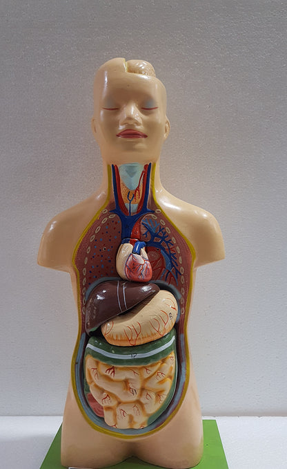Human Torso Anatomy Model 50 cm for Students | Detachable Medical Anatomical Model with Internal Organs | Biology Lab Educational Tool