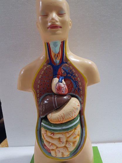 Human Torso Anatomy Model 50 cm for Students | Detachable Medical Anatomical Model with Internal Organs | Biology Lab Educational Tool