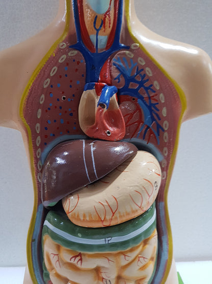 Human Torso Anatomy Model 50 cm for Students | Detachable Medical Anatomical Model with Internal Organs | Biology Lab Educational Tool