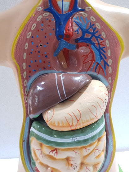 Human Torso Anatomy Model 50 cm for Students | Detachable Medical Anatomical Model with Internal Organs | Biology Lab Educational Tool