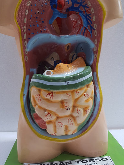Human Torso Anatomy Model 50 cm for Students | Detachable Medical Anatomical Model with Internal Organs | Biology Lab Educational Tool