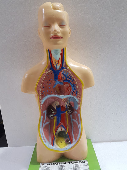 Human Torso Anatomy Model 50 cm for Students | Detachable Medical Anatomical Model with Internal Organs | Biology Lab Educational Tool