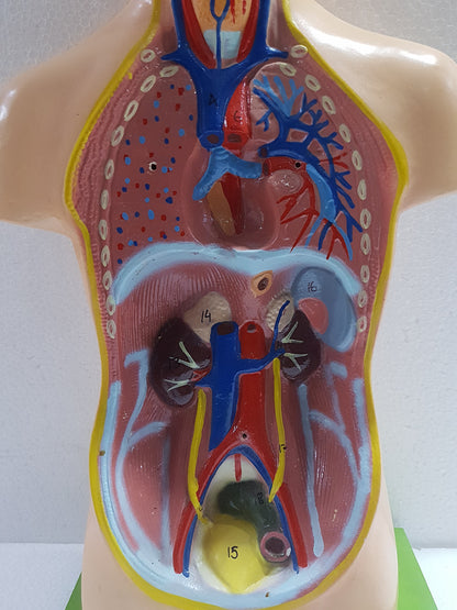 Human Torso Anatomy Model 50 cm for Students | Detachable Medical Anatomical Model with Internal Organs | Biology Lab Educational Tool