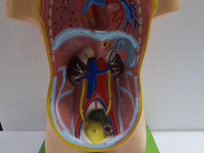 Human Torso Anatomy Model 50 cm for Students | Detachable Medical Anatomical Model with Internal Organs | Biology Lab Educational Tool