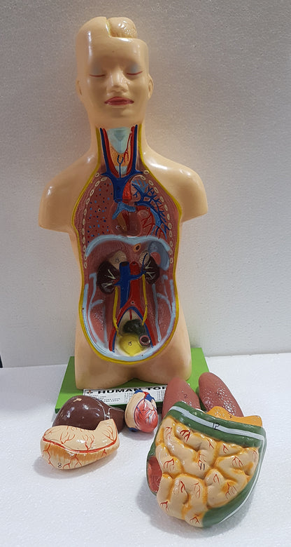 Human Torso Anatomy Model 50 cm for Students | Detachable Medical Anatomical Model with Internal Organs | Biology Lab Educational Tool