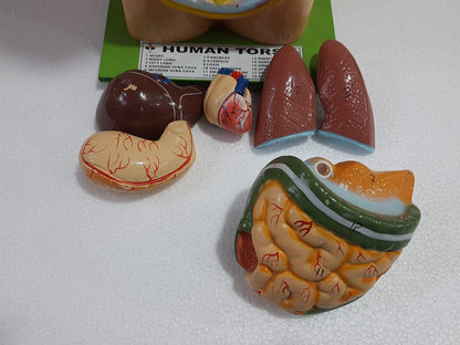 Human Torso Anatomy Model 50 cm for Students | Detachable Medical Anatomical Model with Internal Organs | Biology Lab Educational Tool