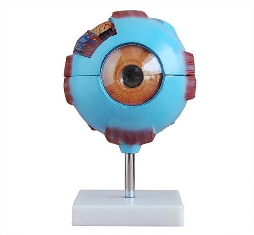 HUMAN EYE MODEL ENLARGED